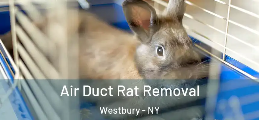  Air Duct Rat Removal Westbury - NY